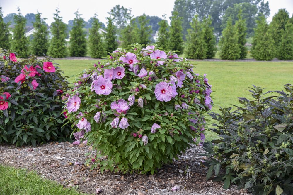 Summerific® 'Lilac Crush' Rose Mallow (Hibiscus x 'Summerific Lilac Crush') - 1 gallon -Ship Only