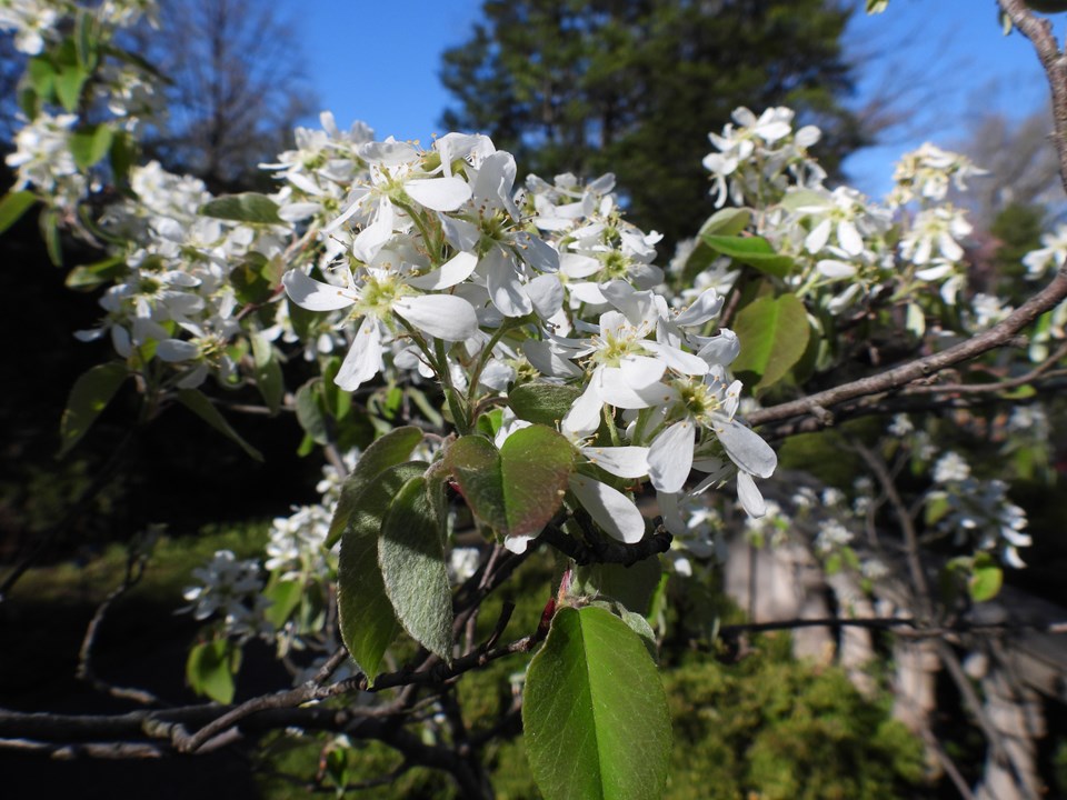 ‘Regent’ alder-leaved serviceberry (Amelanchier alnifolia 'Regent') - 3 gallon -Ship Only