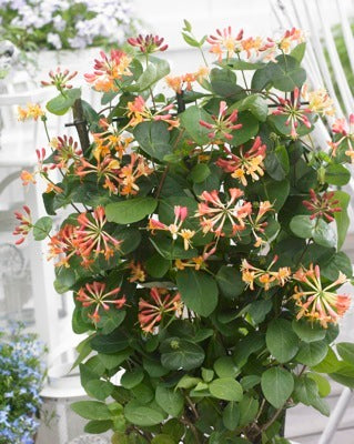CORAL STAR™ HONEYSUCKLE (Lonicera x 'Celestial') - QT -Ship Only