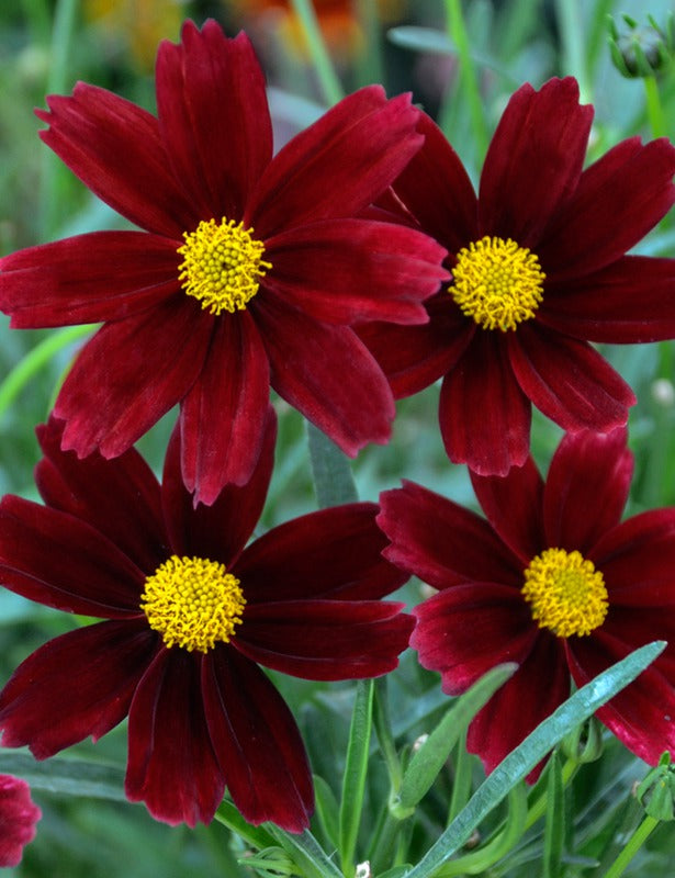 Li’l Bang™ Red Elf Tickseed (Coreopsis x 'Lil Bang Red Elf') - QT -Ship Only
