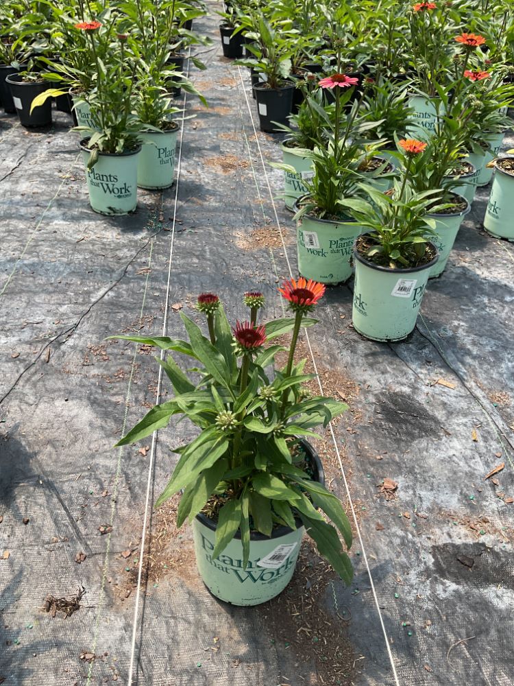 Sunseekers® Orange Coneflower (Echinacea SunSeekers Orange ('Apecssior'PBR)) - QT -Ship Only