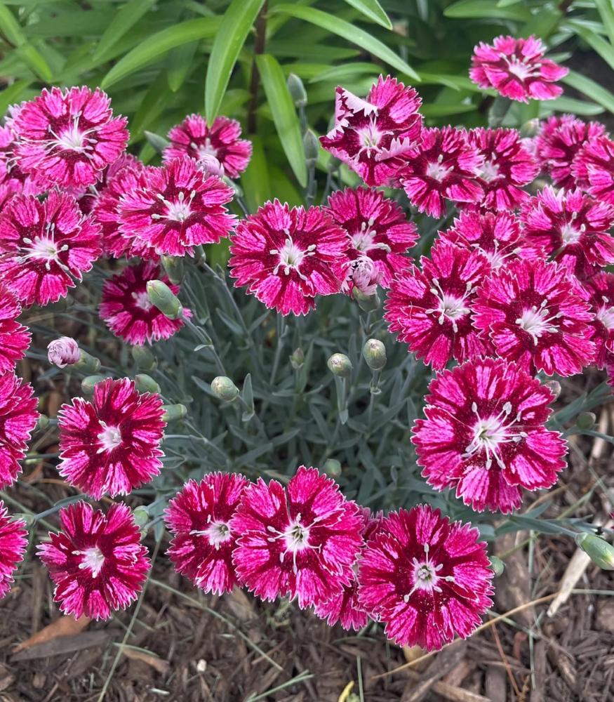 EverBloom™ Raspberry Jam Pinks (Dianthus ‘Raspberry Jam’) - QT -Ship Only