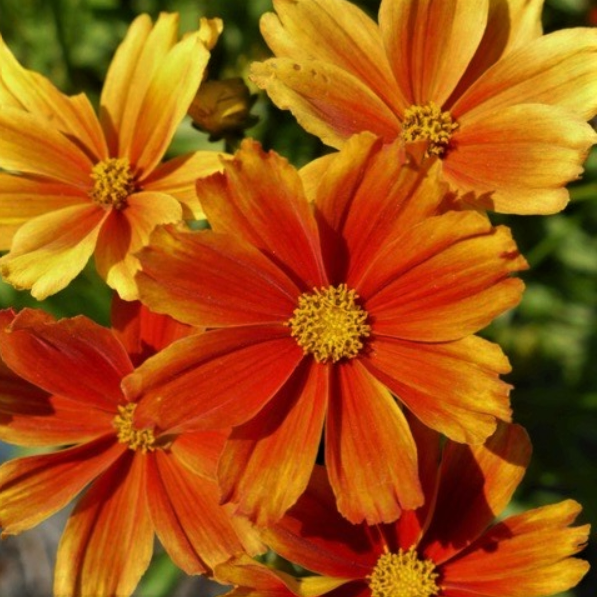 Coreopsis Lil Bang™ Darling Clemantine (Coreopsis x 'Lil Bang Darling Clemantine') - QT -Ship Only
