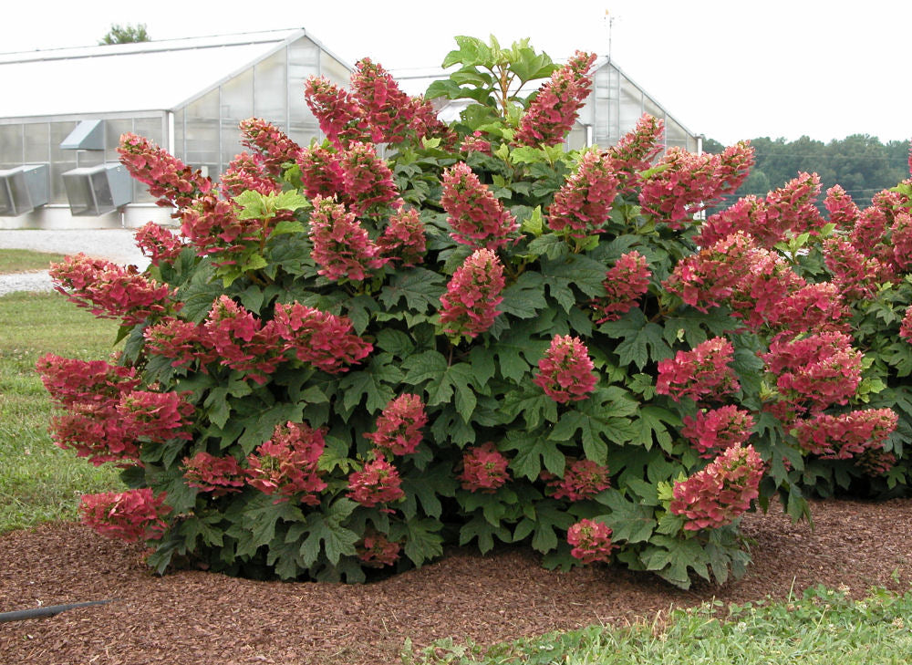 Ruby Slippers Oakleaf Hydrangea (Hydrangea quercifolia 'Ruby Slippers') - QT -Ship Only