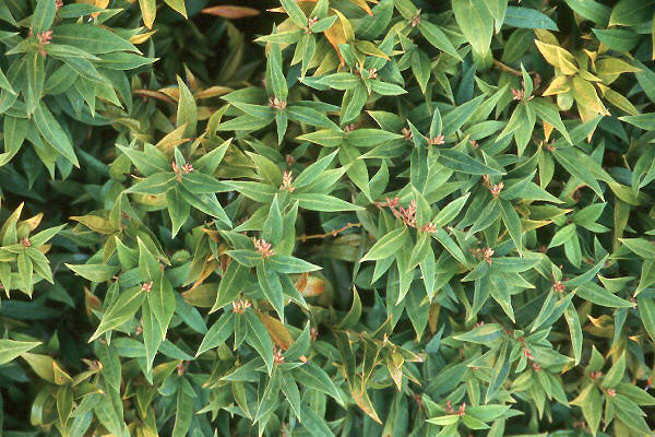 Himalayn sweet box (Sarcococca hookeriana var. humilis) - 2 gallon -Ship Only