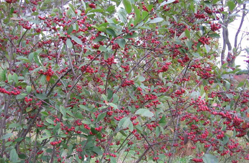 Red Chokeberry (Aronia arbutifolia 'Brilliantissima') - QT -Ship Only