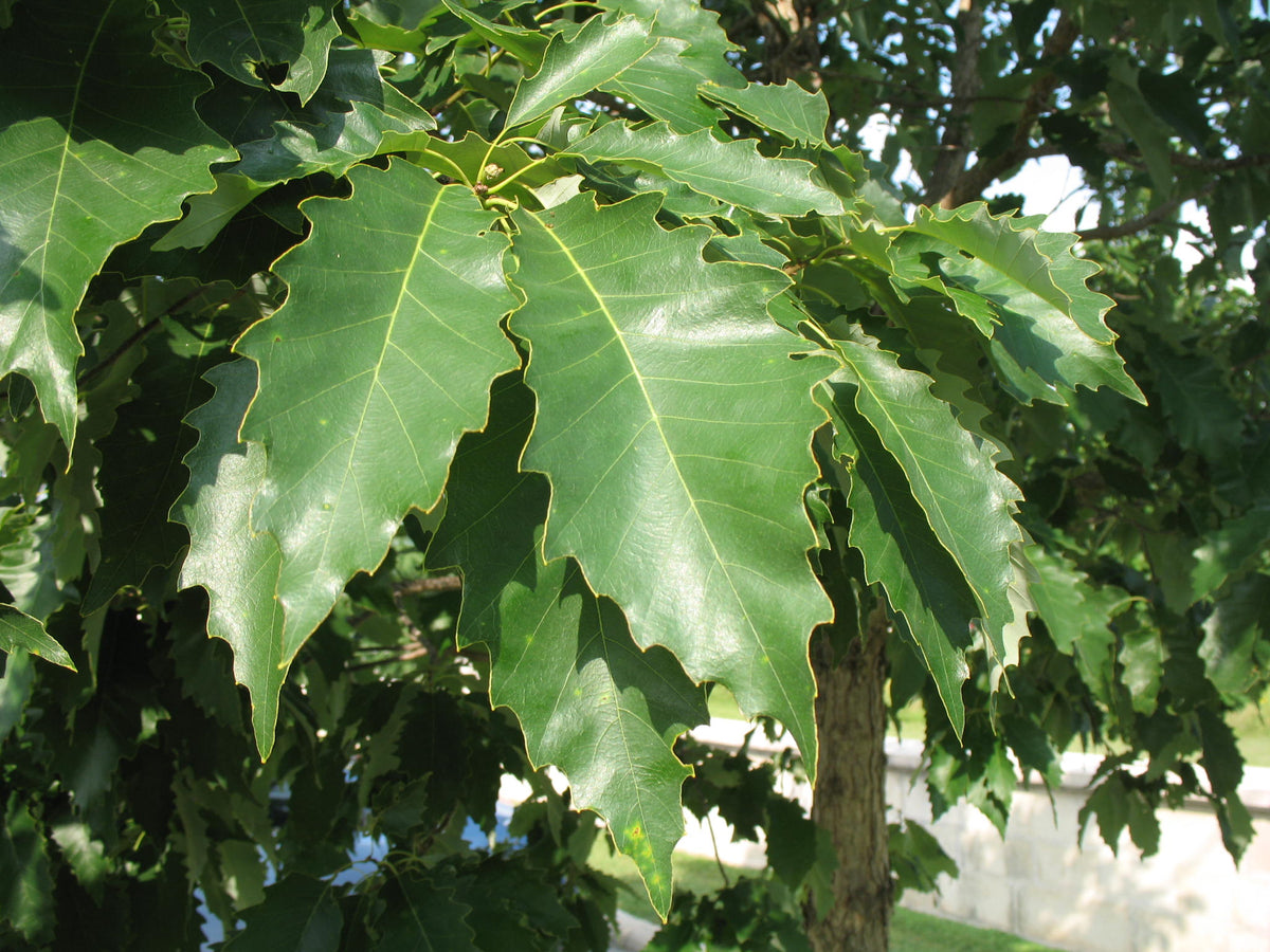 Chinkapin Oak (Quercus muehlenbergii) - 3 gallon 36-60" -Ship Only