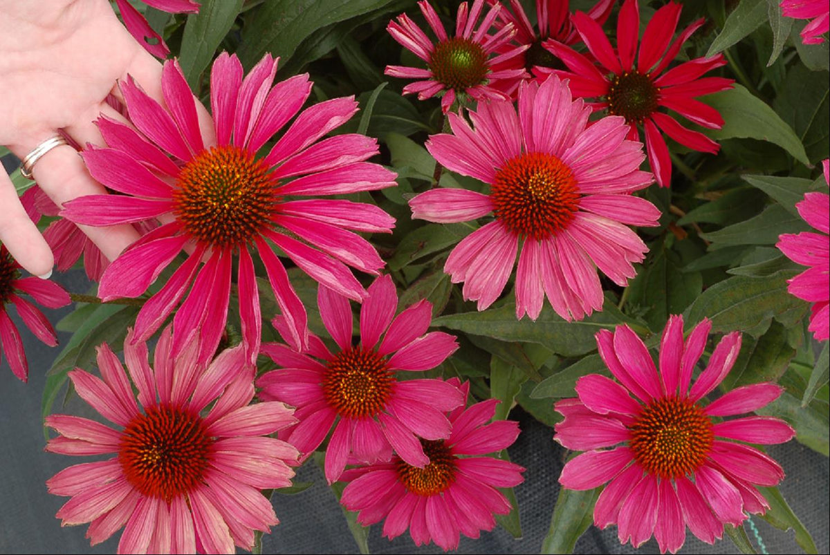 KISMET™ Raspberry Coneflower (Echinacea purpurea 'Kims Knee High') - half gallon -Ship Only