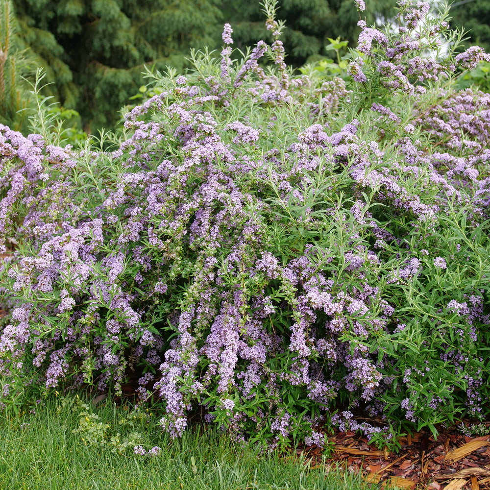 Mop Top® Butterfly Bush (BUDDLEIA ALT MOP TOP) - QT -Ship Only