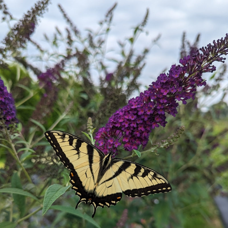 Darkest Night® Butterfly bush ( Buddleia x 'Darkest Night’ (SMNBDMO)) - QT -Ship Only