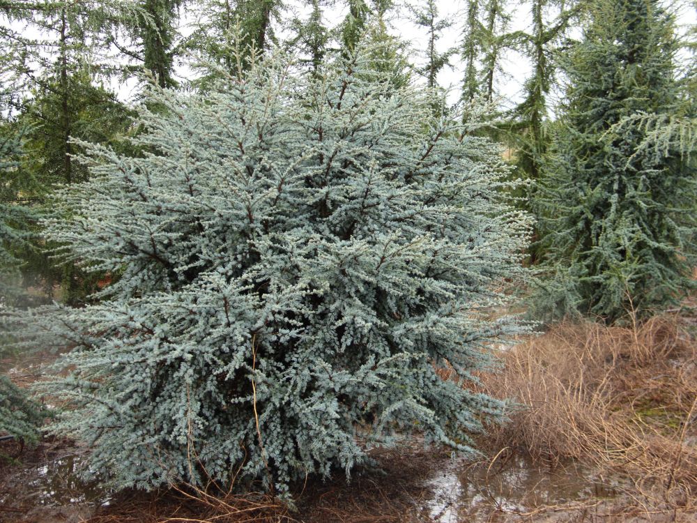 Horstmann Atlas Cedar (Cedrus atlantica ‘Horstmann’) - 1 gallon -Ship Only