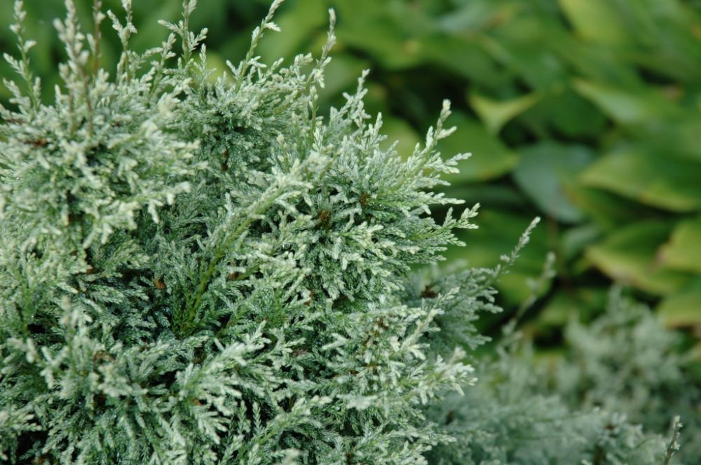 ‘Snow’ Sawara Cypress (Chamaecyparis pisifera ‘Snow’) - QT -Ship Only