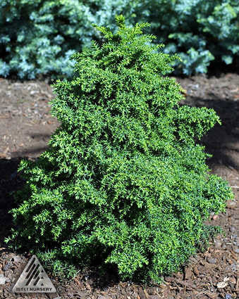 ‘Tansu’ Japanese Cedar (Cryptomeria japonica ‘Tansu’) - QT -Ship Only