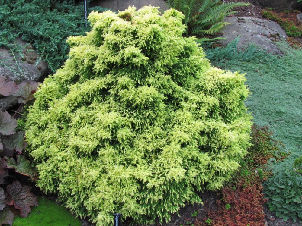 Twinkle Toes Dwarf Japanese Cedar (Cryptomeria japonica ‘Twinkle Toes’
) - QT -Ship Only