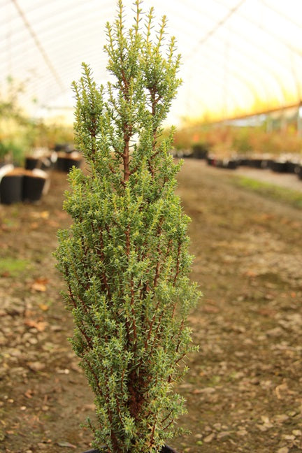 ‘Miniature’ Common Juniper (Juniperus communis ‘Miniature’) - QT -Ship Only
