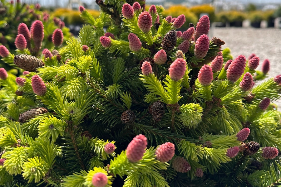‘Pusch’ Norway Spruce (Picea abies ‘Pusch’) - 1 gallon -Ship Only