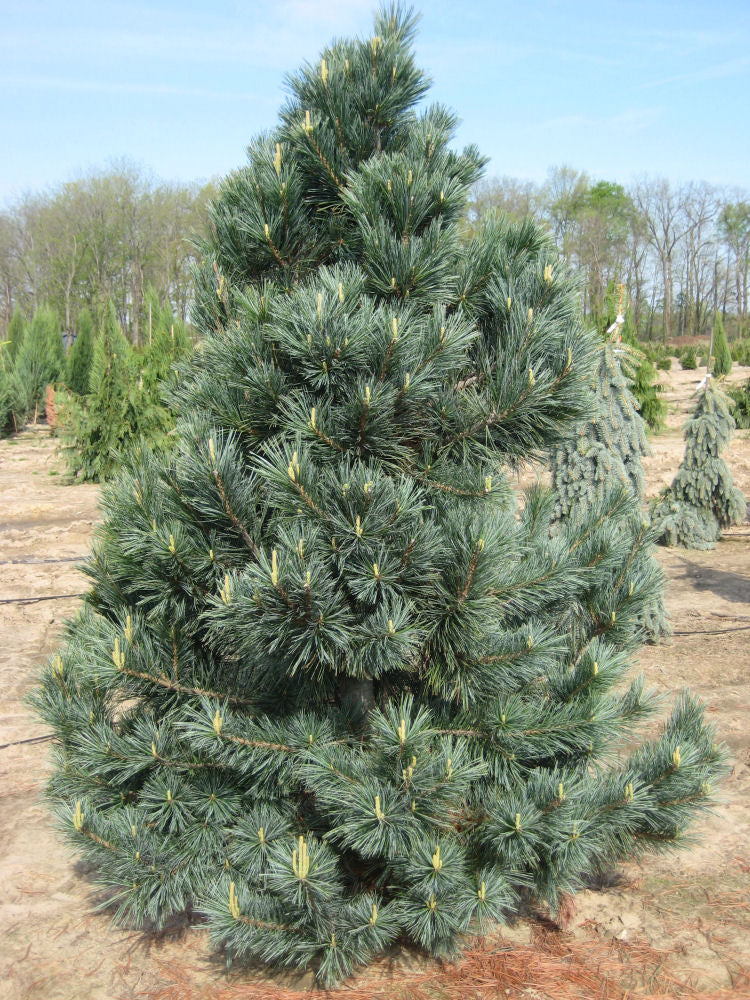 Vanderwolf's Pyramid Limber Pine (Pinus flexilis 'Vanderwolf's Pyramid') - 1 gallon -Ship Only