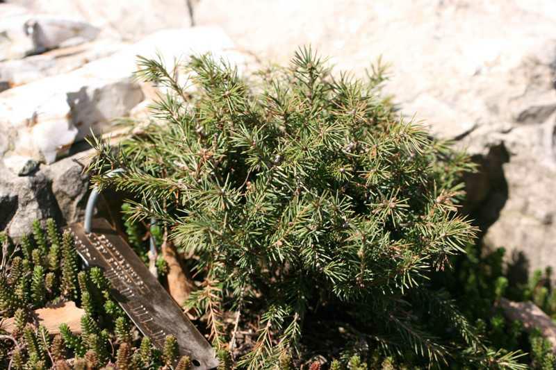 ‘Echiniformis’ Hedgehog White Spruce (Picea glauca 'Echiniformis') - QT -Ship Only