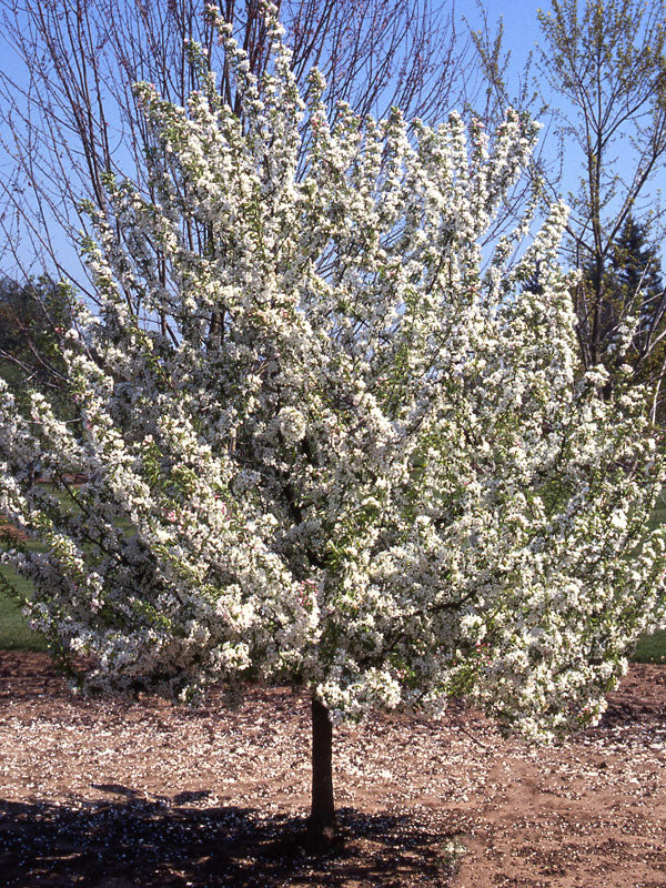Sweet Sugar Tyme® Crabapple (MALUS SWEET SUGAR TYME) - 3 gallon TREE -Ship Only