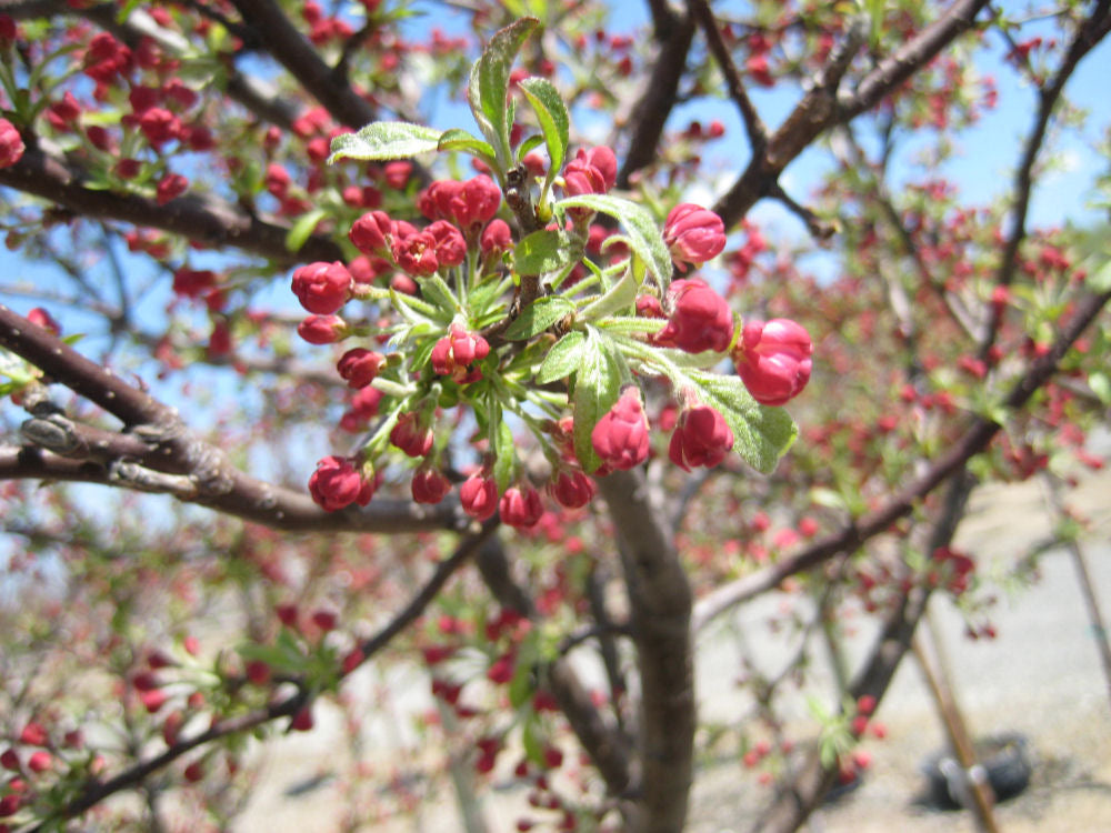 Coralburst® Crabapple (Malus coralcole 'Coralcole') - 2 gallon TREE -Ship Only