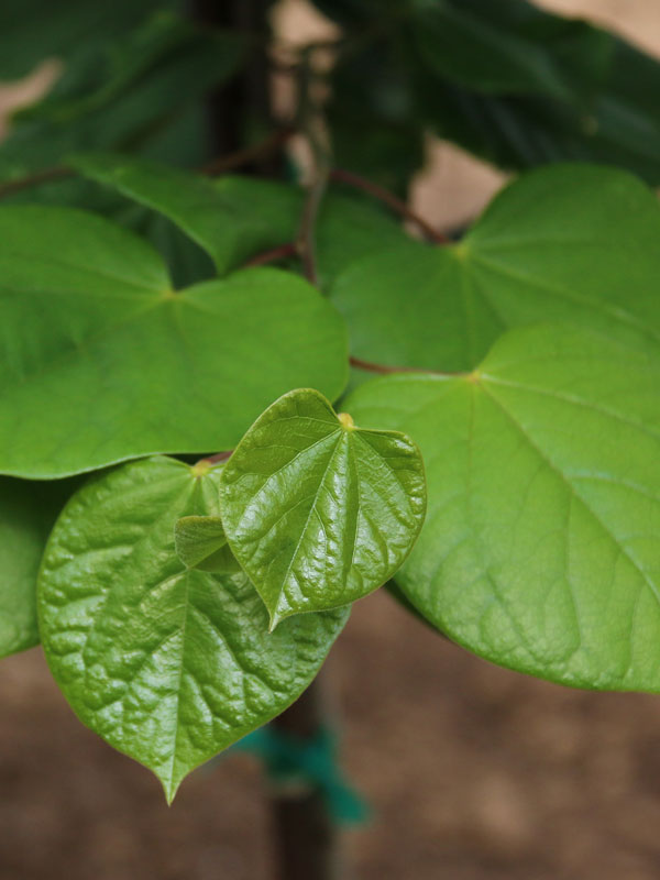 Northern Herald® Eastern Redbud (Cercis canadensis ‘Pink Trim’) - 1 gallon -Ship Only