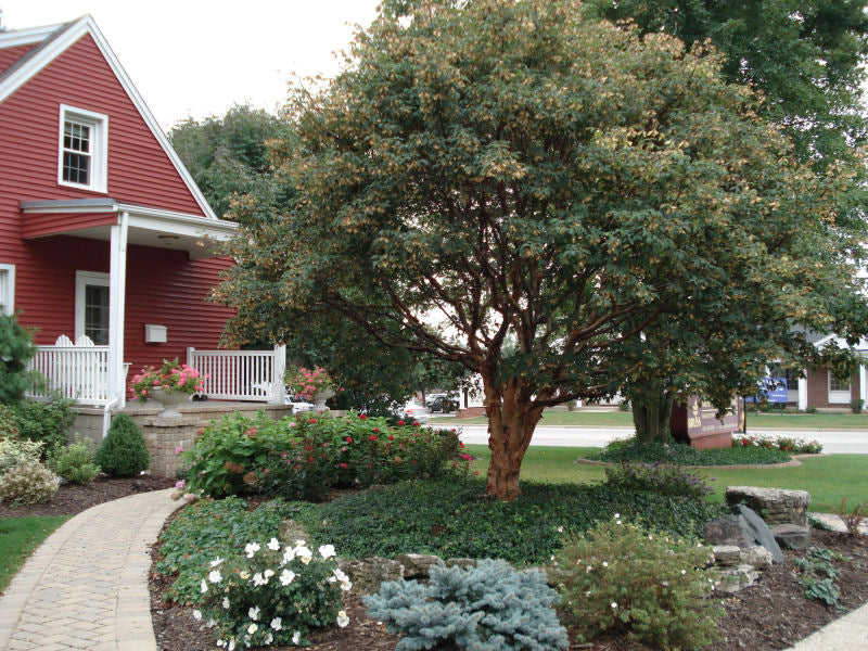 Paperbark Maple (Acer griseum) - 3 gallon -Ship Only