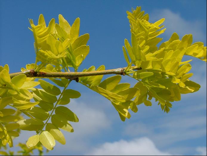 Sunburst® Honeylocust (Gleditsia triacanthos var. inermis 'Suncole') - 2 gallon TREE