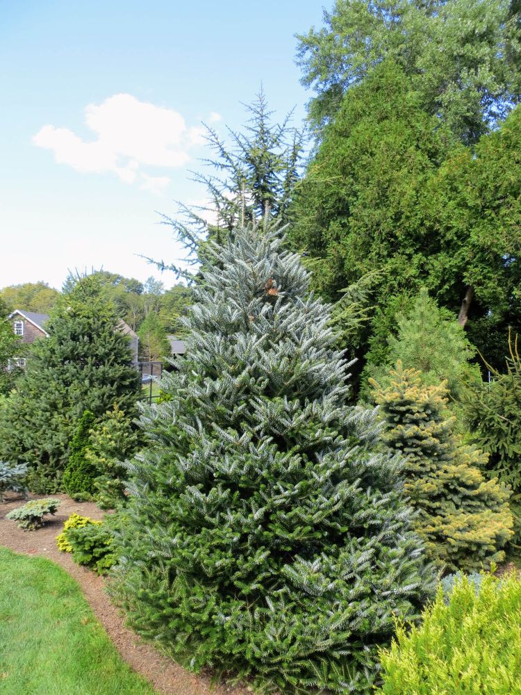 ‘Horstmann’s Silberlocke’ Korean Fir (Abies koreana ‘Horstmann’s Silberlocke’) - 1 gallon -Ship Only