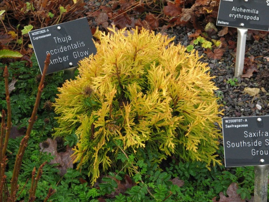 Amber Glow Miniature Eastern Arborvitae (Thuja occidentalis 'Amber Glow') - QT -Ship Only