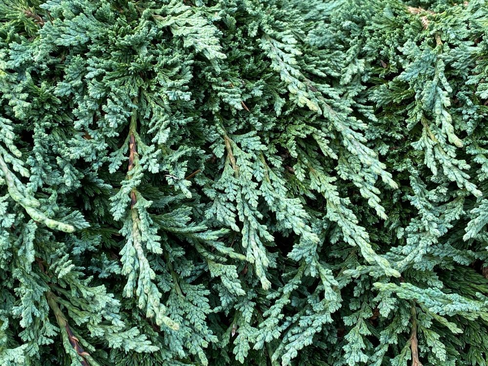 Pancake Dwarf Creeping Juniper (Juniperus horizontalis ‘Pancake’) - QT -Ship Only
