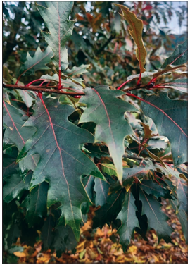 Saturnalia™ American Hybrid Oak (Quercus ‘Saturnalia‘ (HSLMK’ PPAF)) - 1 gallon -Ship Only