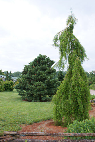 Falling Waters Baldcypress (Taxodium distichum 'Falling Waters') - 1 gallon -Ship Only