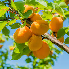 Apricot - Puget Gold