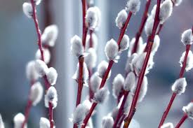 Pussy Willow
