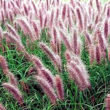 Fountain Grass - Red Head