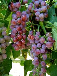 Grape - Reliance