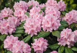 Rhododendron - Scintillation