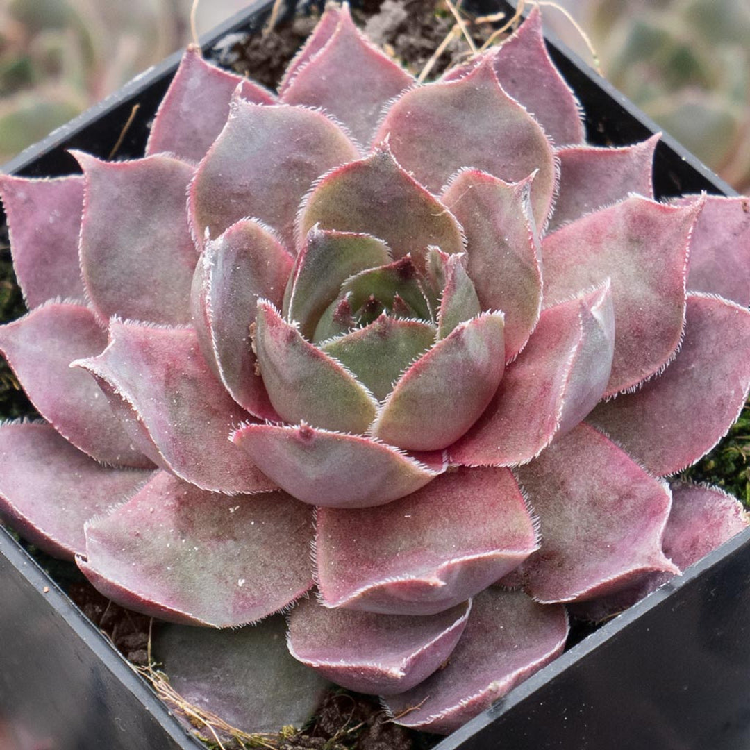 Sempervivum - Silverine