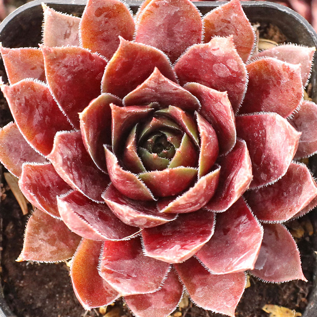 Sempervivum - Super Star Ruby
