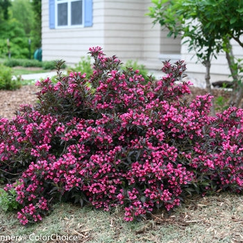 Weigela - Spilled Wine – Pandy's Garden Center
