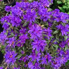 Rhododendron - Starry Night