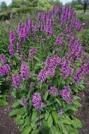 Stachy's 'Summer Crush'