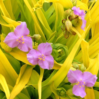 Tradescantia 'Sunshine Charm' Spiderwort – Pandy's Garden Center