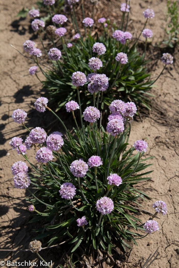 Armeria "Sweet Dreams" Sea Thrift