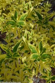 Forsythia - Variegated