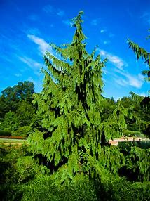 Cedar - Weeping Alaska