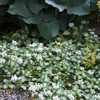 Lamium 'White Nancy' Dead Nettle – Pandy's Garden Center