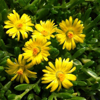 Delosperma 'Nubeginum (Yellow)' Ice Plant
