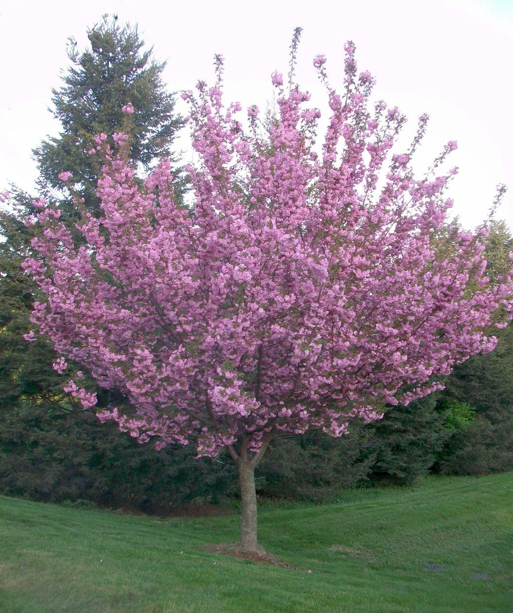 Cherry - Royal Burgundy Flower