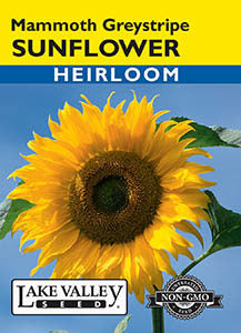 SUNFLOWER MAMMOTH GREYSTRIPE HEIRLOOM